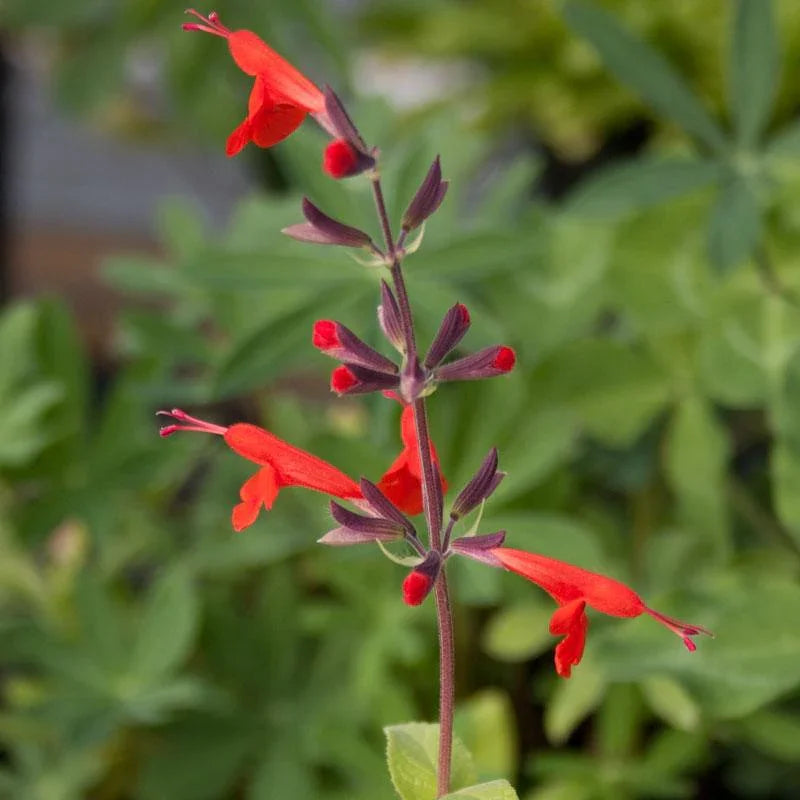 Sage, Scarlet (1/4 lb) Grow Organic