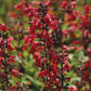 Sage, Scarlet (1/4 lb) Grow Organic