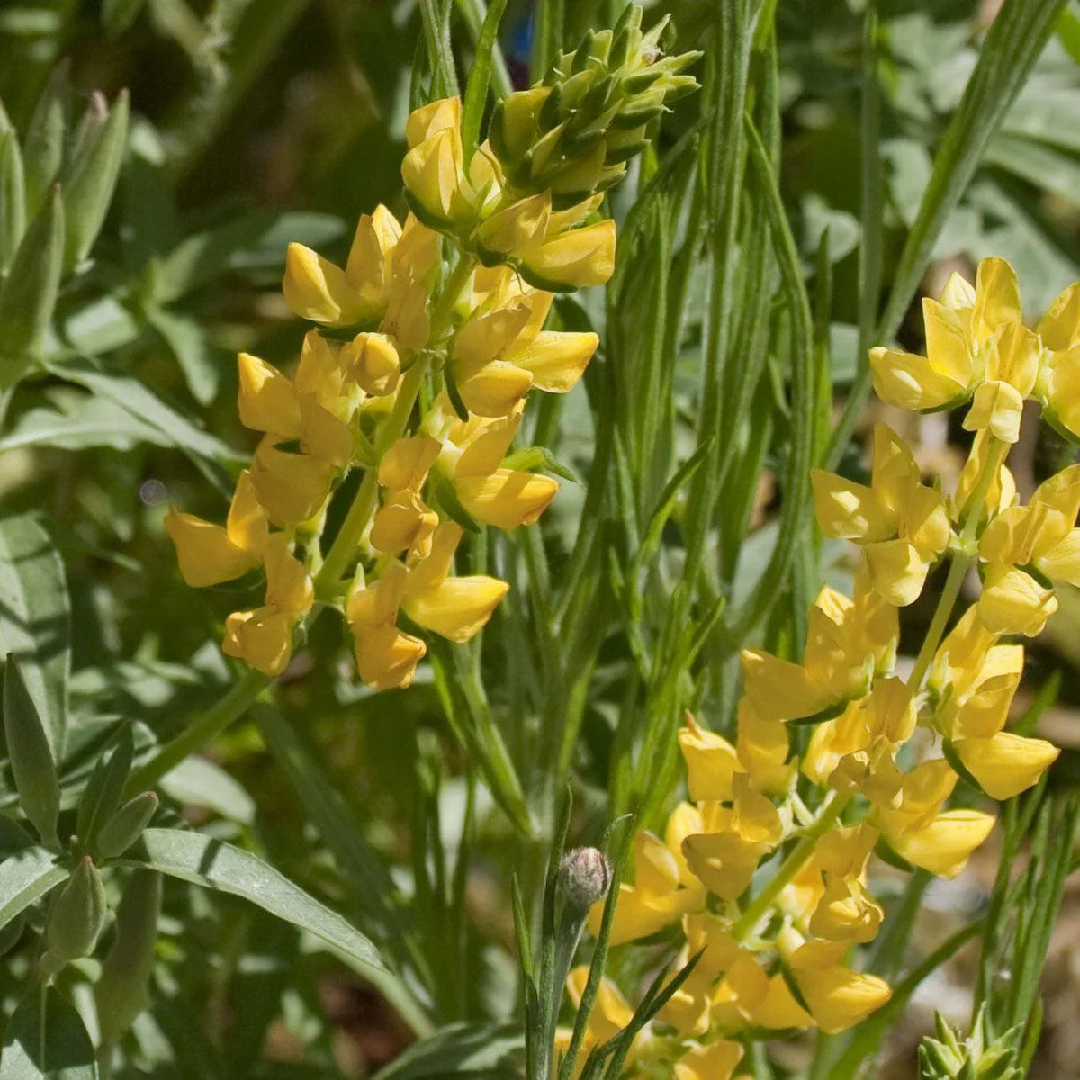 Lupine, Yellow 1/4lb Grow Organic