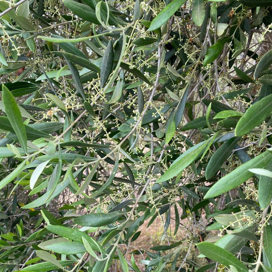 Olive branches covered with clusters of tiny cream blossoms