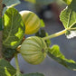 Tiger Panache fig tree product image