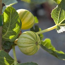 Tiger Panache fig tree product image
