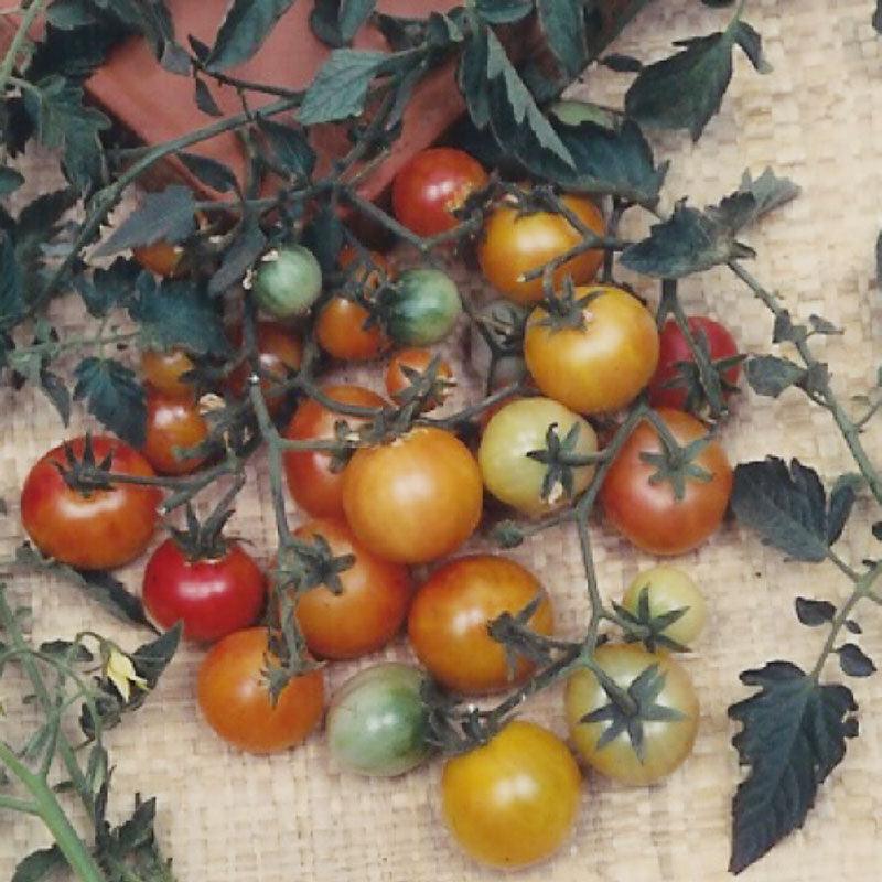 Bi-color Cherry Tomato Seeds (Organic) Peaceful Valley