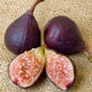 Violette de Bordeaux fig tree product image
