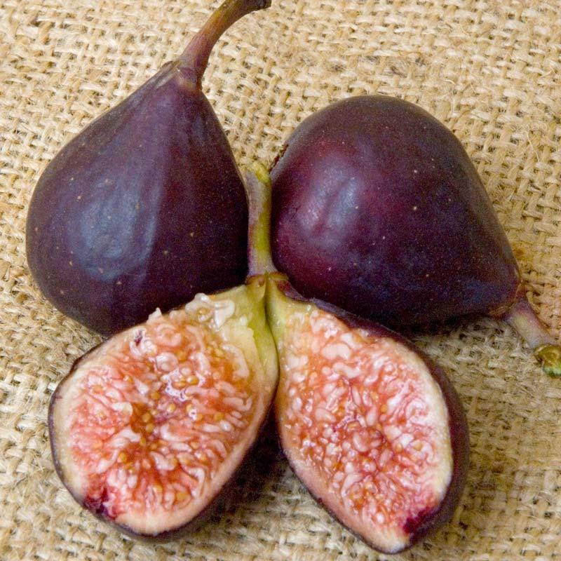 Violette de Bordeaux fig tree product image