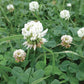 Dutch White Clover - Nitrocoated Seed (lb) Grow Organic