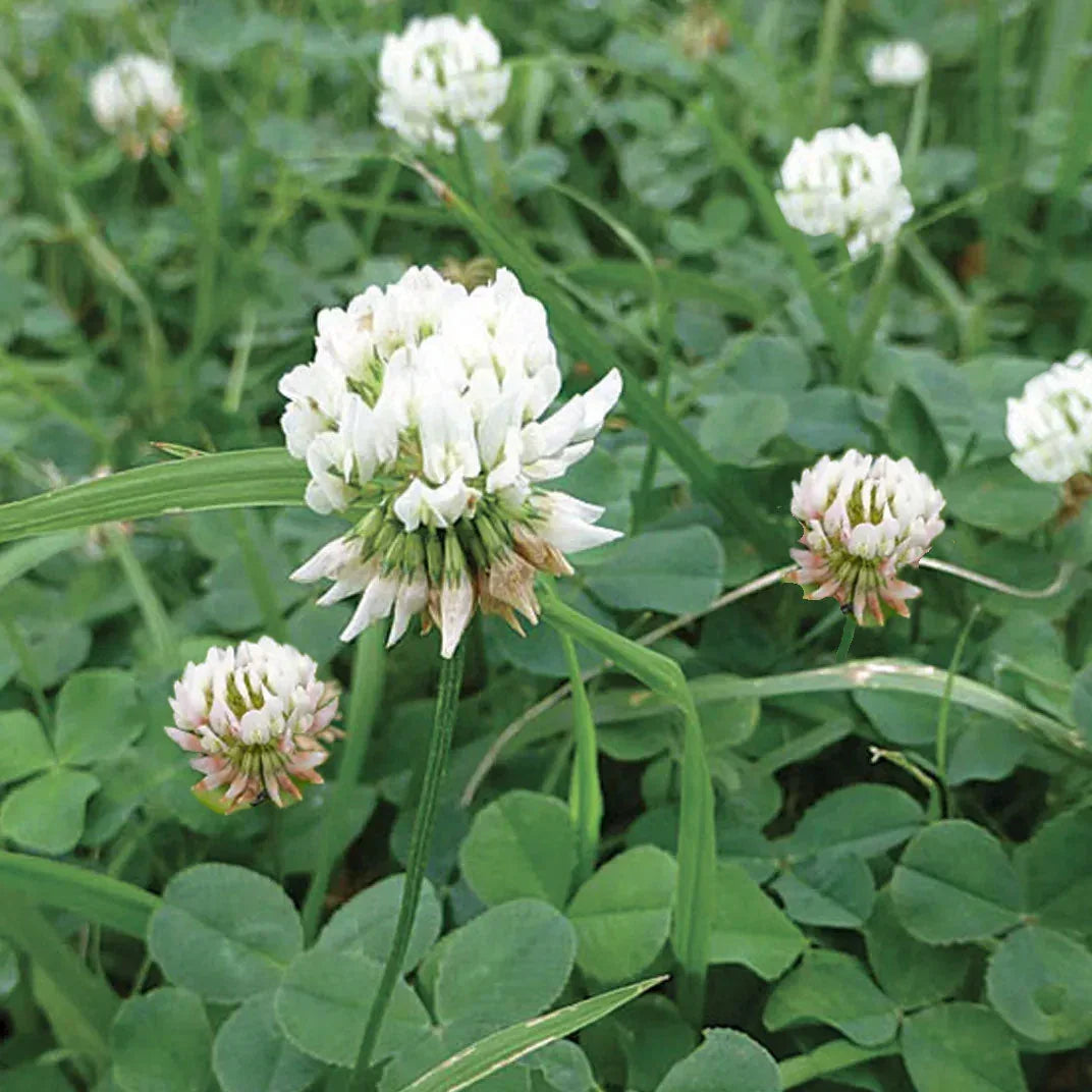 Dutch White Clover - Nitrocoated Seed (lb) Grow Organic