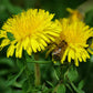 Wild Dandelion (Organic) Strictly Medicinal