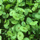 Organic Winter Greens Seeds Mix Hudson Valley Seed Co