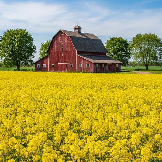 Organic Yellow Mustard Grow Organic