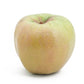 Yellow Newton Pippin Apple Tree Grow Organic