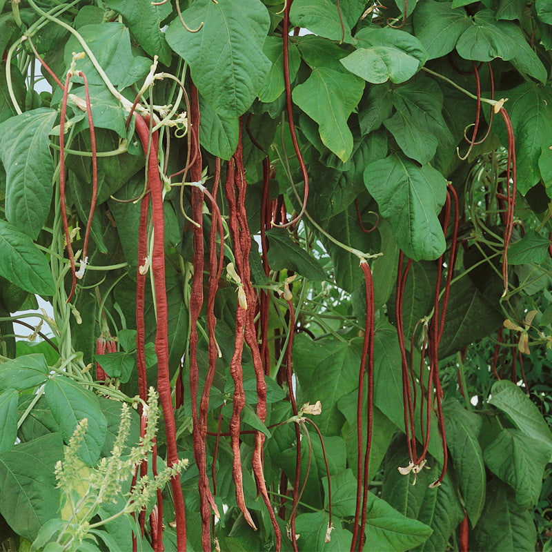Yard Long Red Pole Bean Seeds (Organic) Peaceful Valley
