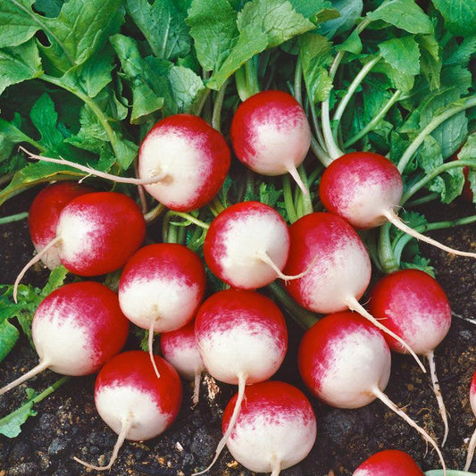 Sparkler Radish White Top (Organic) True Leaf Market