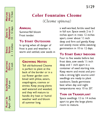 Color Fountains Hummingbird Cleome Flower Seeds Renee's Garden