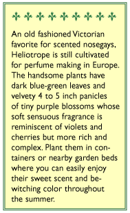Deep Marine Heliotrope Flower Seeds Renee's Garden
