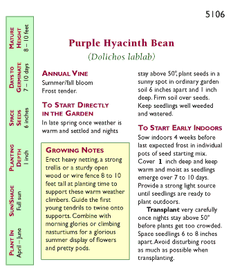 Flowering Purple Hyacinth Bean Vine Flower Seeds Renee's Garden