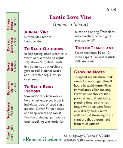Exotic Love Vine Mina Lobata Flower Seeds Renee's Garden