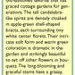 Apple Green Antique Bells Of Ireland Flower Seeds Renee's Garden