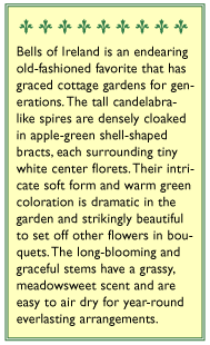Apple Green Antique Bells Of Ireland Flower Seeds Renee's Garden