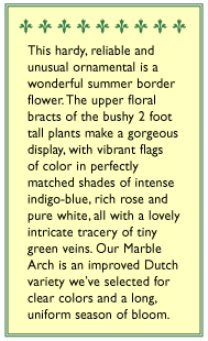 Marble Arch Butterfly Salvia Flower Seeds Renee's Garden