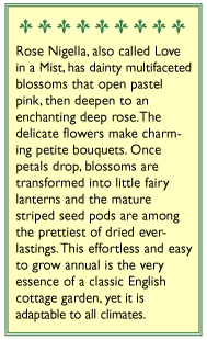 Mulberry Rose Love In A Mist Nigella Flower Seeds Renee's Garden