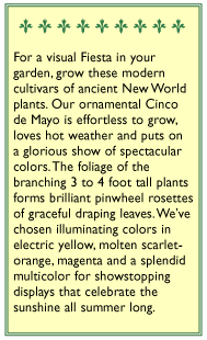 Cinco De Mayo Ornamental Amaranth Flower Seeds Renee's Garden
