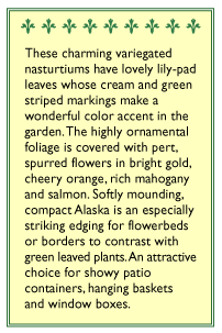 Alaska Nasturtium Flower Seed Mix Renee's Garden
