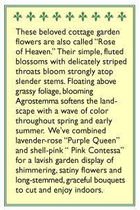 Purple Queen and Pink Contessa Agrostemma Flower Seeds Renee's Garden