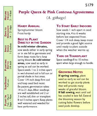 Purple Queen and Pink Contessa Agrostemma Flower Seeds Renee's Garden