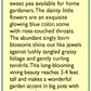 Electric Blue Sweet Pea Flower Seeds Renee's Garden