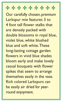Singing the Blues Bouquet Larkspur Flower Seeds Renee's Garden
