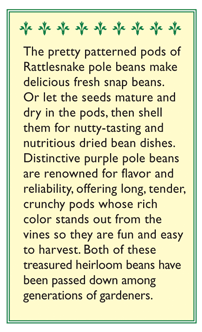 Rattlesnake Ice & Purple Pod Pole Bean Seed Mix Renee's Garden