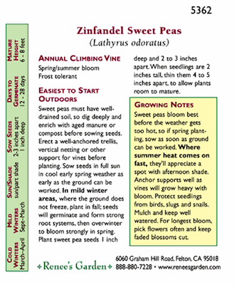 Zinfandel Sweet Pea Flower Seeds Renee's Garden