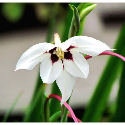 (Fragrant Gladiolus) Acidanthera Murielae (20/pk) Grow Organic