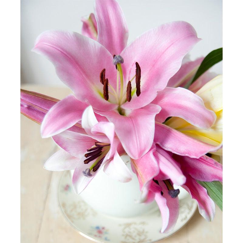 Amaryllis belladonna (Pack of 1) Grow Organic