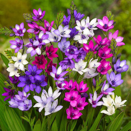 (Baboon Flowers) Babiana Stricta Mixture (12/pk) Grow Organic
