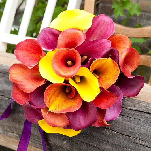 Zantedeschia (Calla Lily) Tequila Sunrise Blend (Pack of 3) Grow Organic