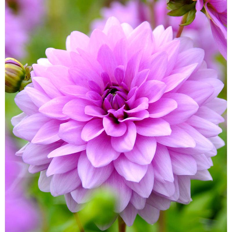 Dahlia Decorative Blue Boy (Pack of 2) Grow Organic