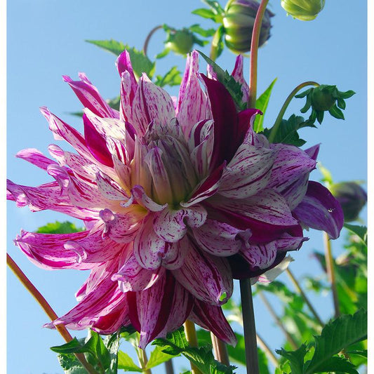 Dahlia Dinner Plate Bristol Stripe (Pack of 2) Grow Organic
