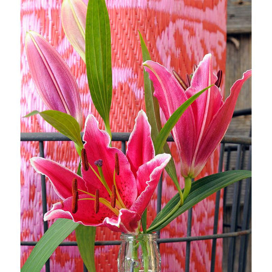 Lilium Oriental Stargazer (Pack of 2) Grow Organic