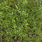 Peaceful Valley Dryland Erosion Fire Recovery Mix Nitrocoated (lb) Peaceful Valley