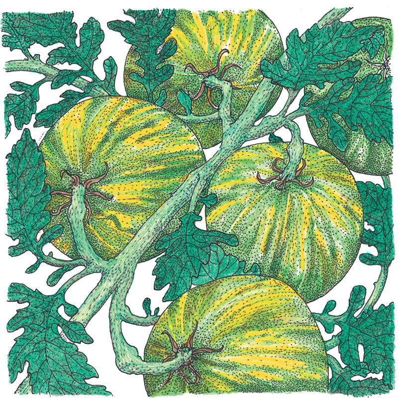 Green Zebra Tomato Seeds (Organic) Peaceful Valley