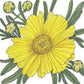 Coreopsis, Lance-Leaved (pack) Peaceful Valley