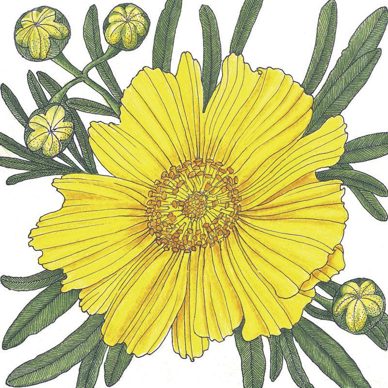 Coreopsis, Lance-Leaved (pack) Peaceful Valley