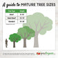 Contender Peach Tree Grow Organic