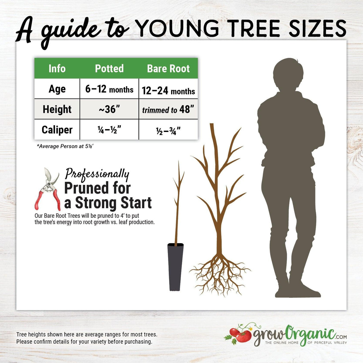 Li Jujube Tree Grow Organic