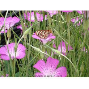 Purple Queen and Pink Contessa Agrostemma Flower Seeds Renee's Garden
