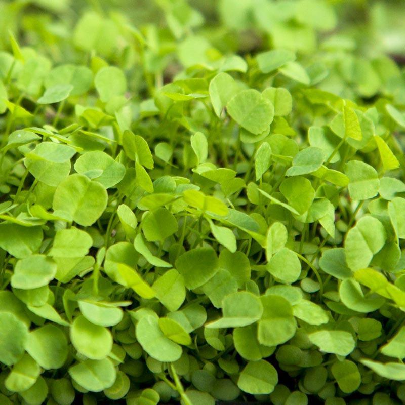 Alsike Clover - Nitrocoated Seed (lb) Grow Organic