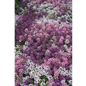 Summer Romance Alyssum Flower Seed Mix Renee's Garden