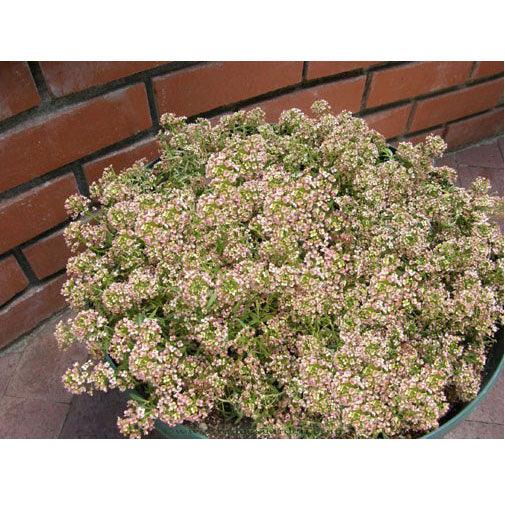 Summer Peaches Alyssum Flower Seeds Renee's Garden
